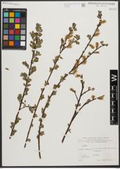Foto von Salix L.